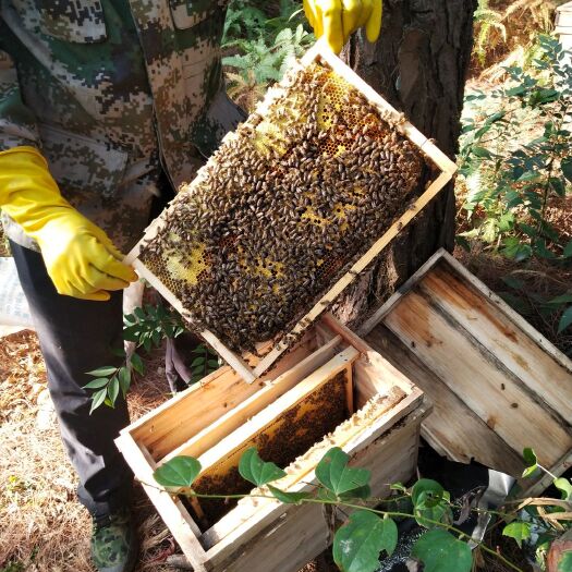 广州冬蜜 塑料瓶装 2年以上 