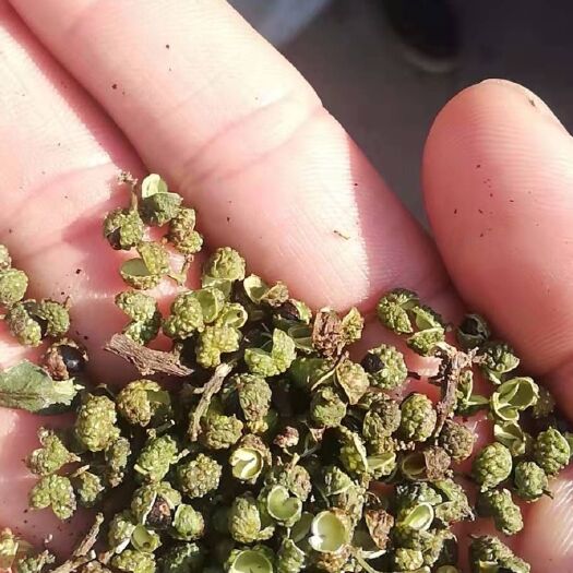 岳阳 干花椒，金阳青花椒品种，太阳晒干，品种纯油包饱满