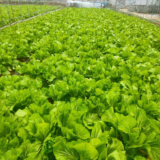 松桃县 优质芥菜大量供应，基地直供，物美价廉。单株1斤以上也有货，