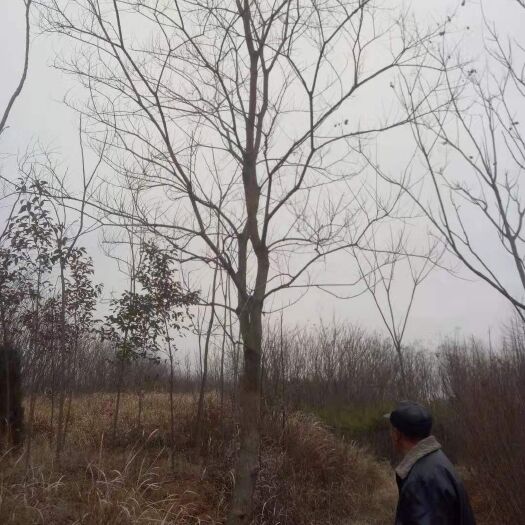 潢川县 乌桕基地，潢川县友好苗圃乌桕基地，质优价廉。放心定购。