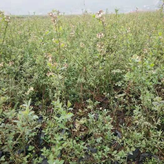 凯里市 兔眼蓝莓苗，3号，8号，11号等系列