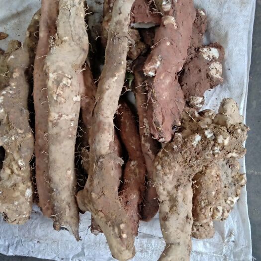 天全县野生山药 20~30cm