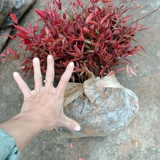 郴州 南天竹