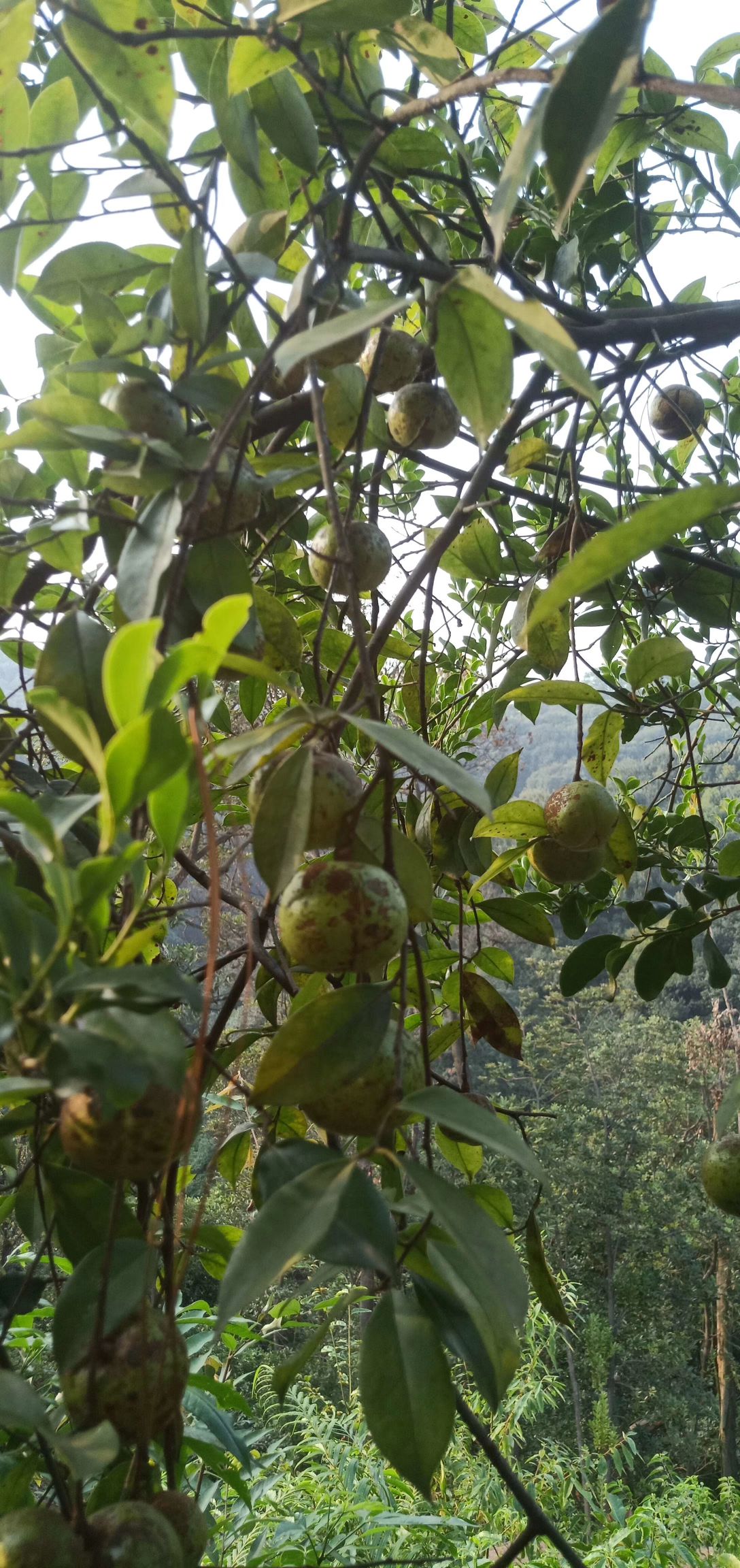  30至60山油茶苗批发