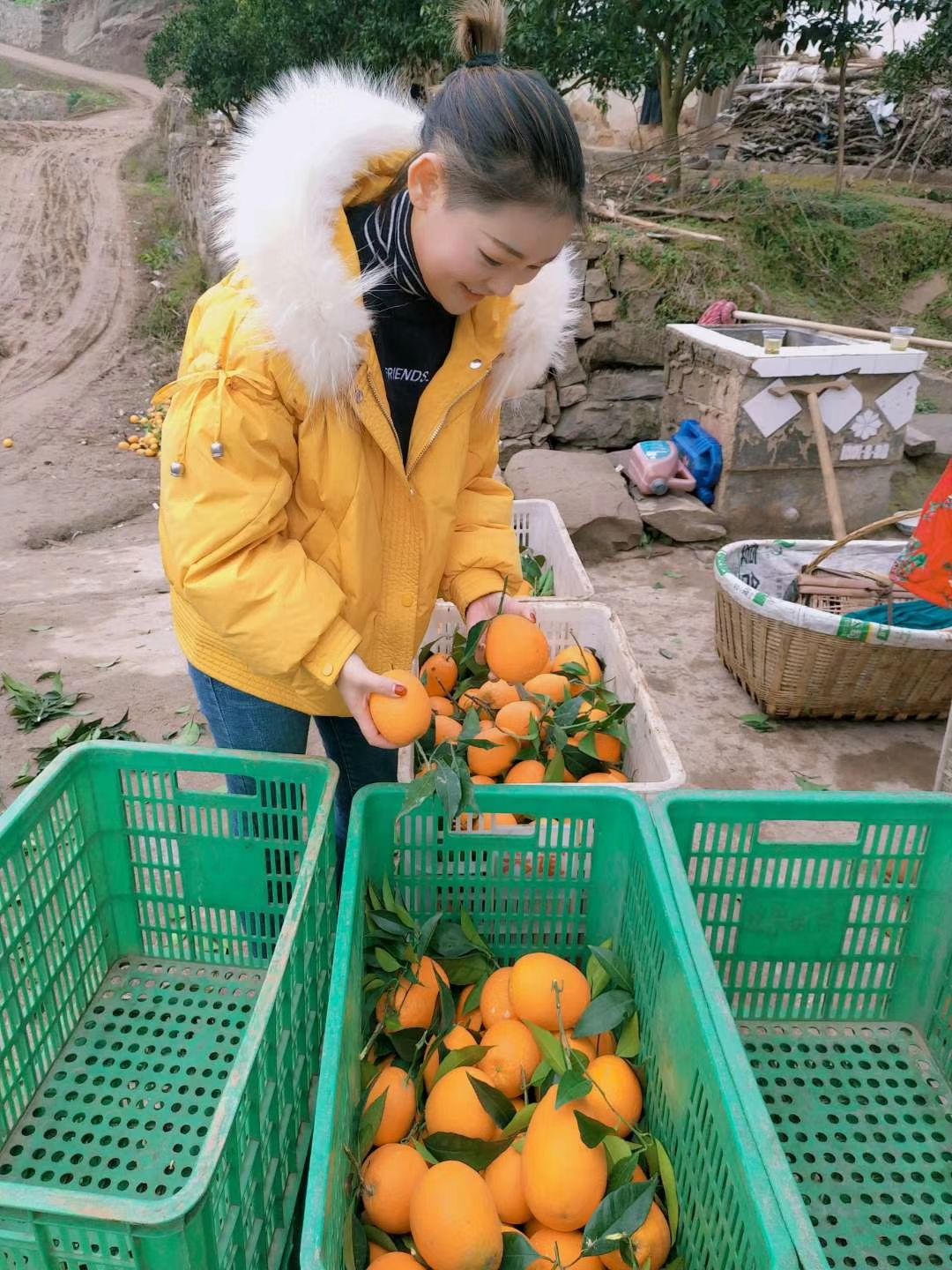 长虹脐橙 长虹