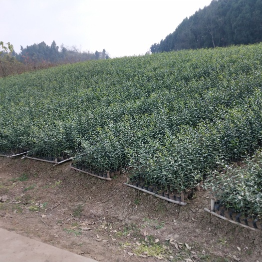 简阳市香橙苗 香橙杯苗