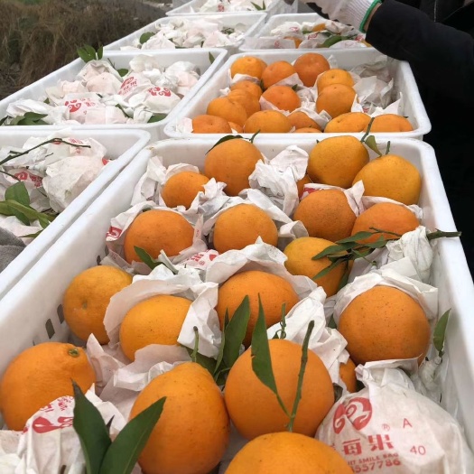 蒲江县 蒲江耙耙柑高次果，精品春见高次
