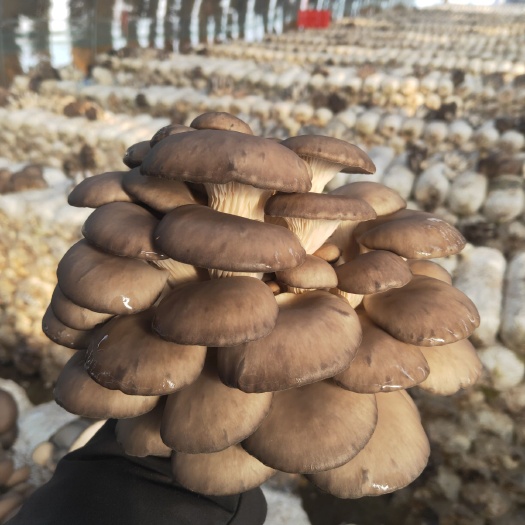 新沂市 蘑菇出售中