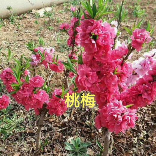 桃梅，嫁接壽桃盆栽，規(guī)格齊全，基地直供，品質(zhì)保證