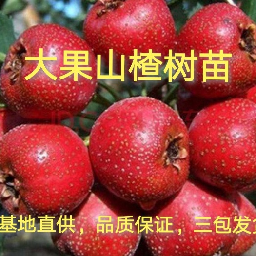 平邑县 大果山楂树苗，丰产，抗旱，抗寒，基地直销，三包发货