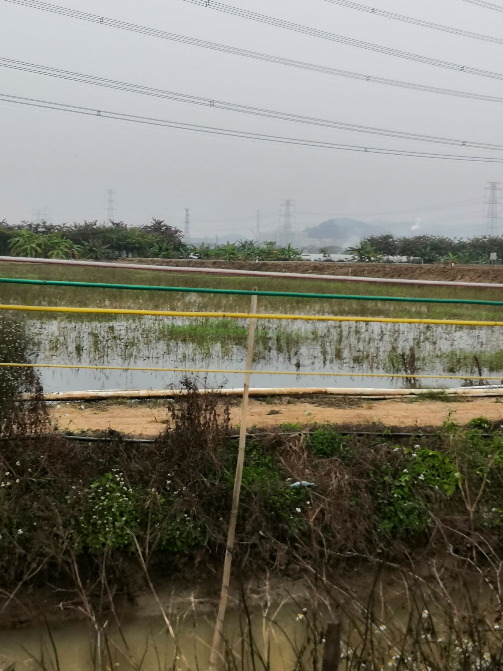 小青龙虾 澳洲淡水小青龙