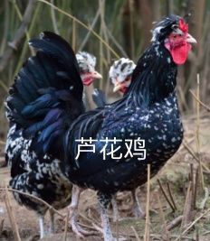 广灵县芦花鸡 3-4斤 统货
