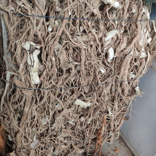 尤溪县 新货，黄花倒水莲