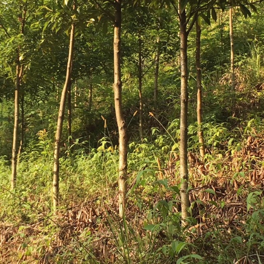 建瓯市 金丝楠木苗有需要的老板联系