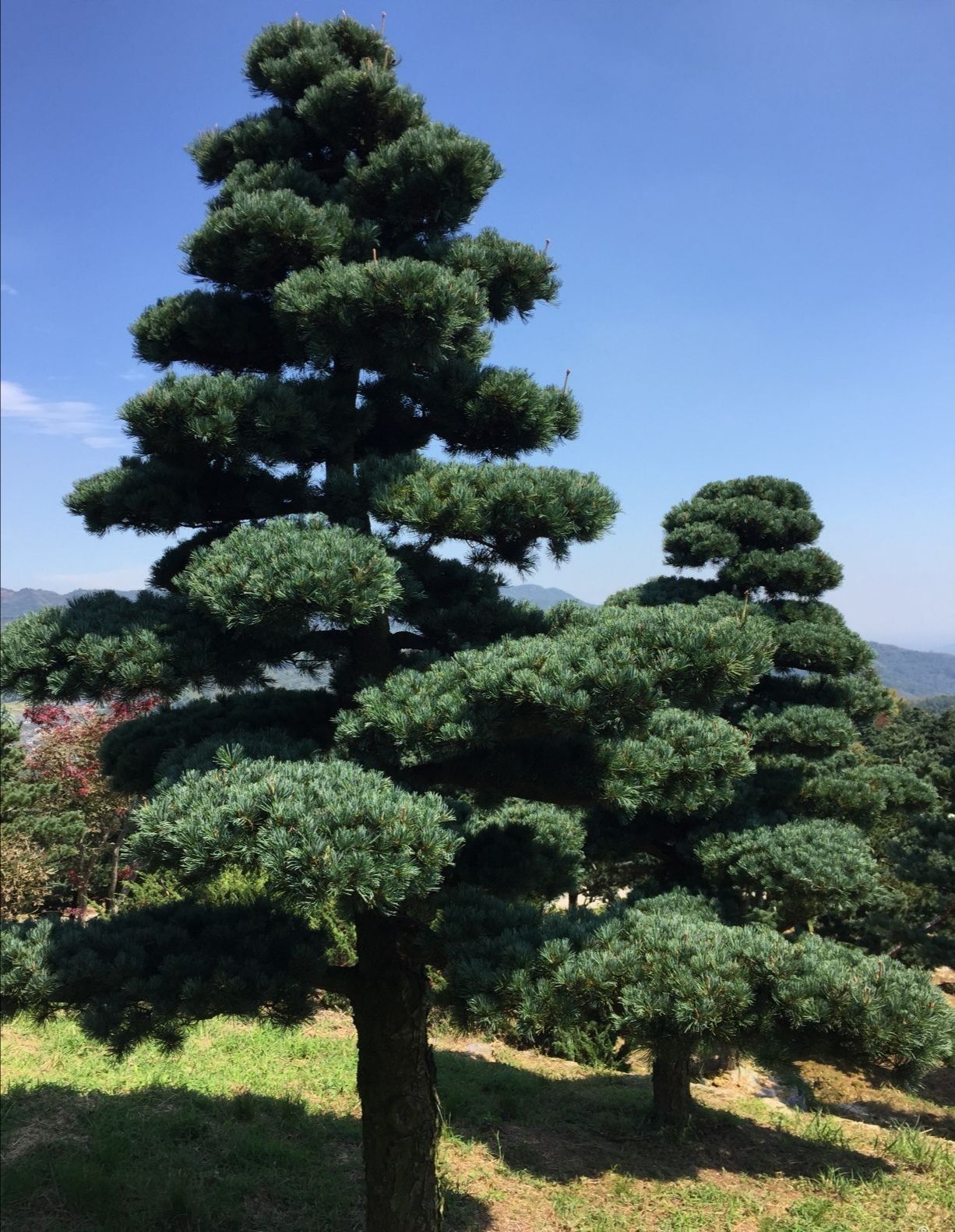 浙江宁波奉化区 五针松