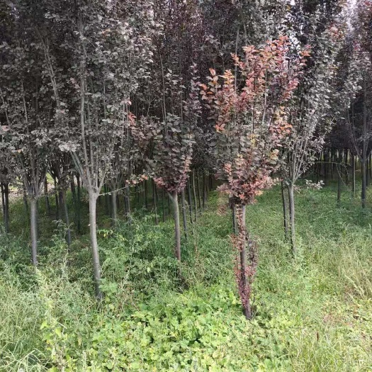 运城红叶稠李  五千多棵红叶李急售，一米二分枝，6－8公分，有需要的联系:1
