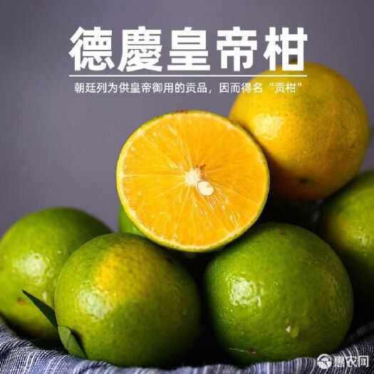 德庆县德庆贡柑 德庆县养哥水果特产专卖店：欢迎您！