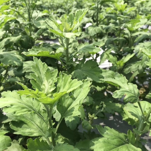 句容市优质金丝皇菊苗