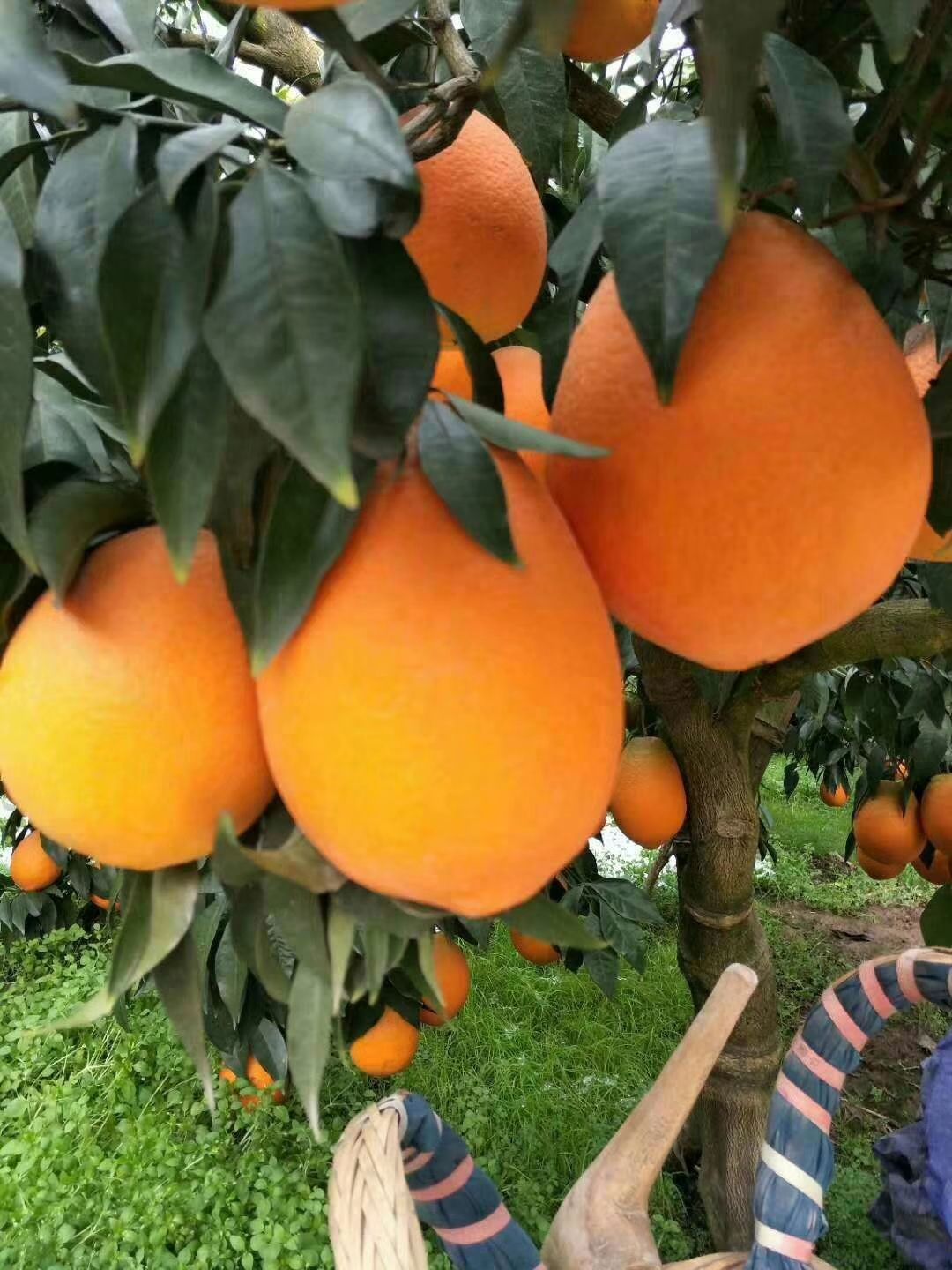 长虹脐橙 长虹