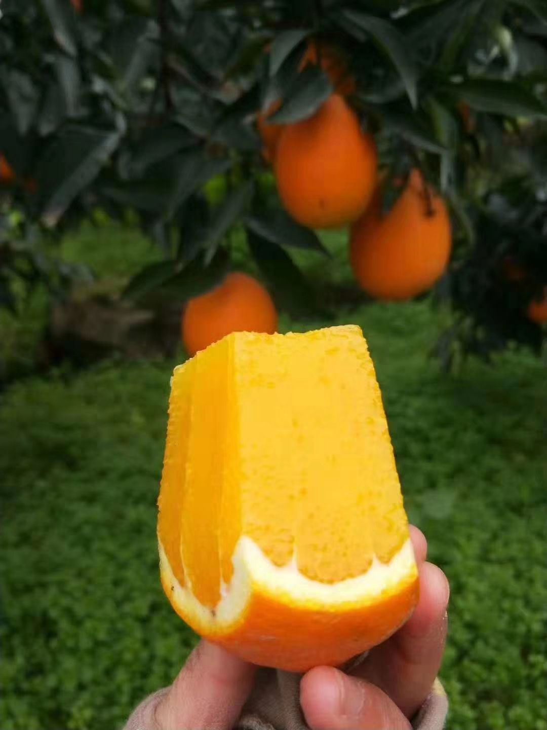 长虹脐橙 长虹