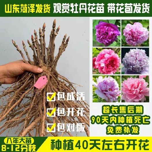 平邑县牡丹苗，基地直销，包品种，包花色，现挖现卖，死苗免费补发。