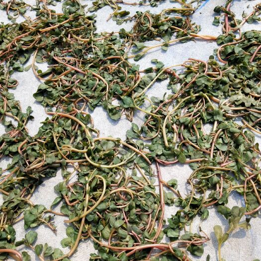 沭阳县 特菜马齿苋干品，欢迎釆购
