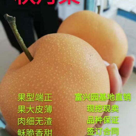 秋月梨樹苗  個大皮薄，穌脆香甜，肉細無渣，口感好甜度高，高