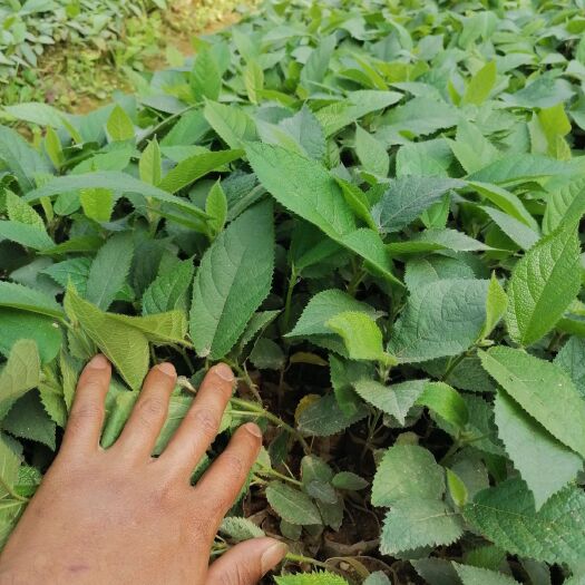 灵山县 想种植的朋友们，你还想什么，优质五指毛桃苗，等你来种植