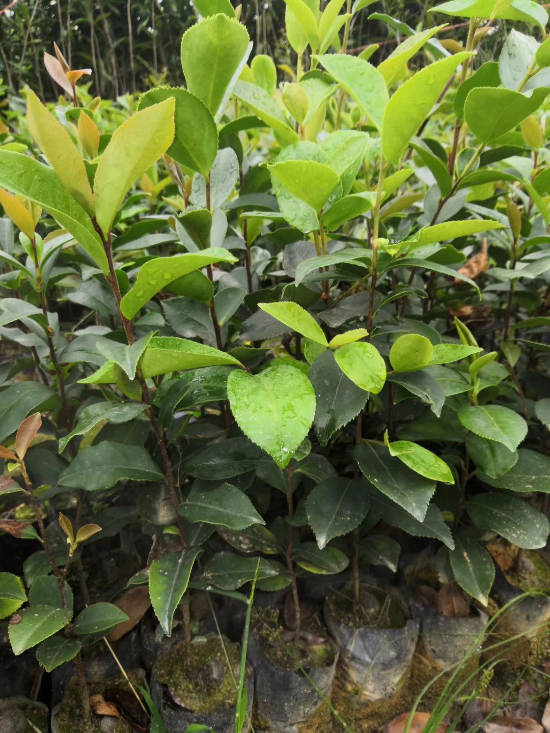  30至60山油茶苗批发