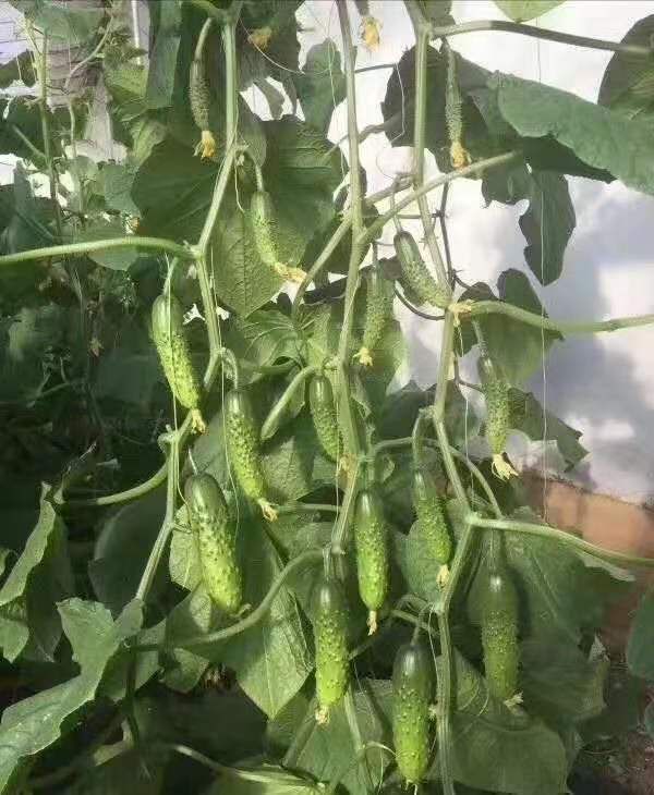 水果黄瓜种子 高产优质 节节有瓜 家庭菜园基地蔬菜种子