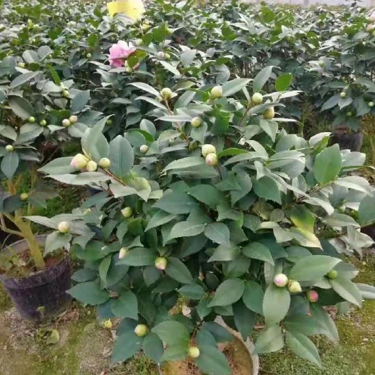 漳平市 230杯烈香茶花带花苞露色香茶花产地批发直销