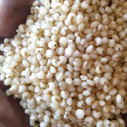 宁城县 国产优质高粱米常年发货