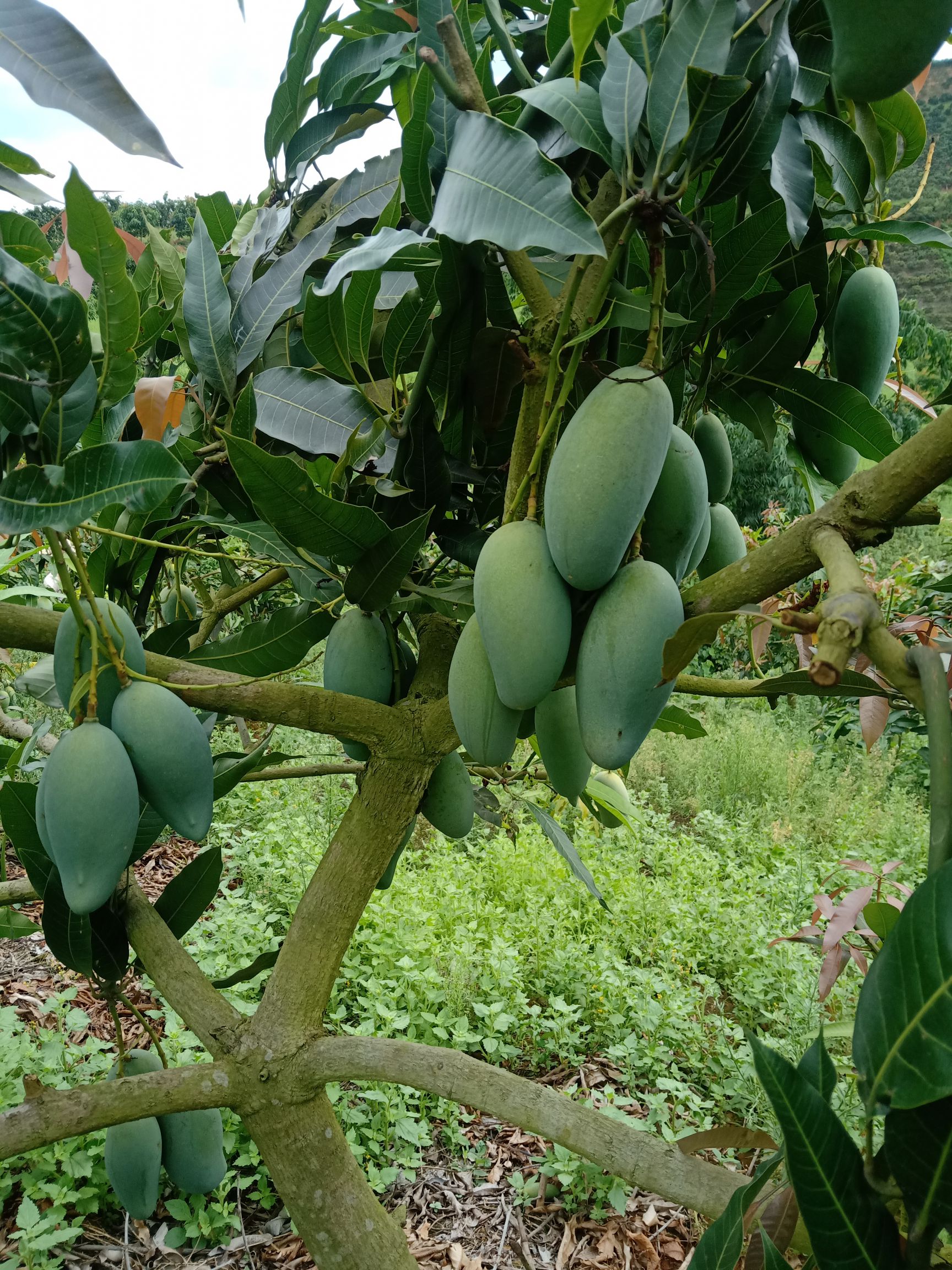 广西百色桂七芒果,十斤装全国包邮,一件代发