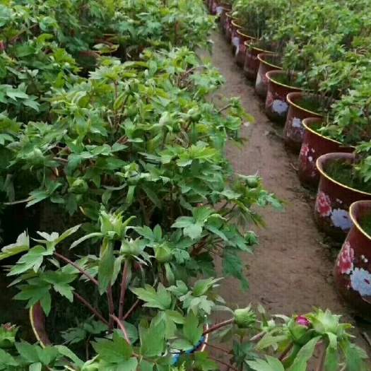 菏泽 春节鲜花牡丹