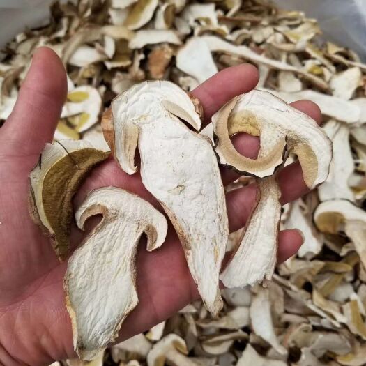 雅江县 牛肝菌