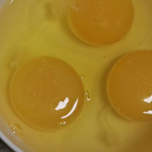  火鸡蛋，尼古拉大种纯正种蛋，受精蛋可孵化种蛋，全国包邮