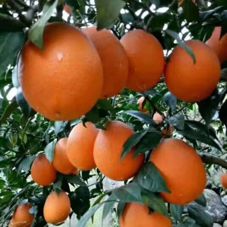 长虹脐橙 长虹