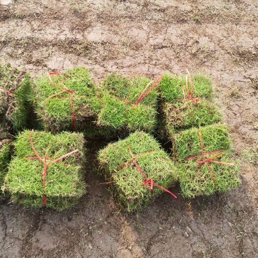 郴州马尼拉草皮 马尼垃