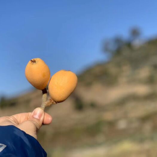 米易县 枇杷，自家种的