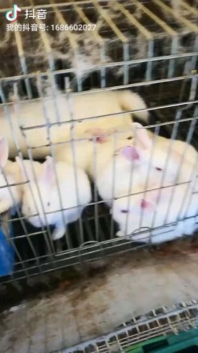 邳州市中国白兔 各种规格肉兔