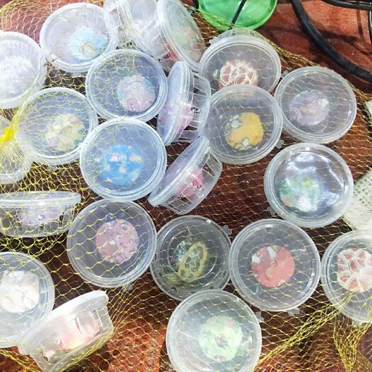 佛山巴西龟 人工饲养