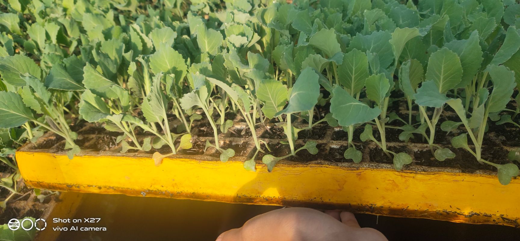 包菜苗  优质京丰一号扁甘蓝（京白菜）全国包邮，基地直供。欢迎来电订购