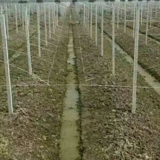 武汉大棚管 大棚杆 专业做百香果，火龙果，猕猴桃，葡萄避雨棚，售水泥柱，铝包钢等