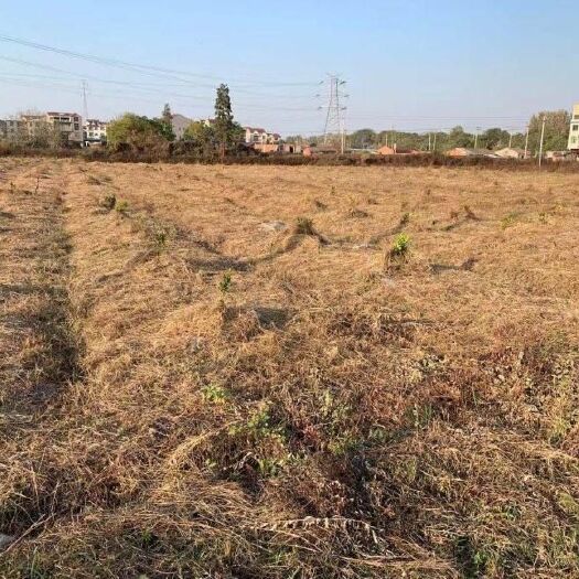 丰城市 城区近郊果园超低价转