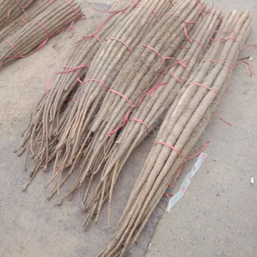 单县铁棍山药 四十公分以上，货质量好，价格优
