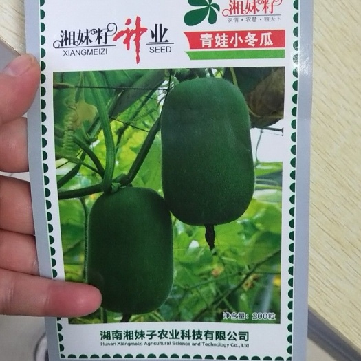 冬瓜种子  水果青娃小冬瓜~早熟果实长筒形单瓜重2公斤抗性强