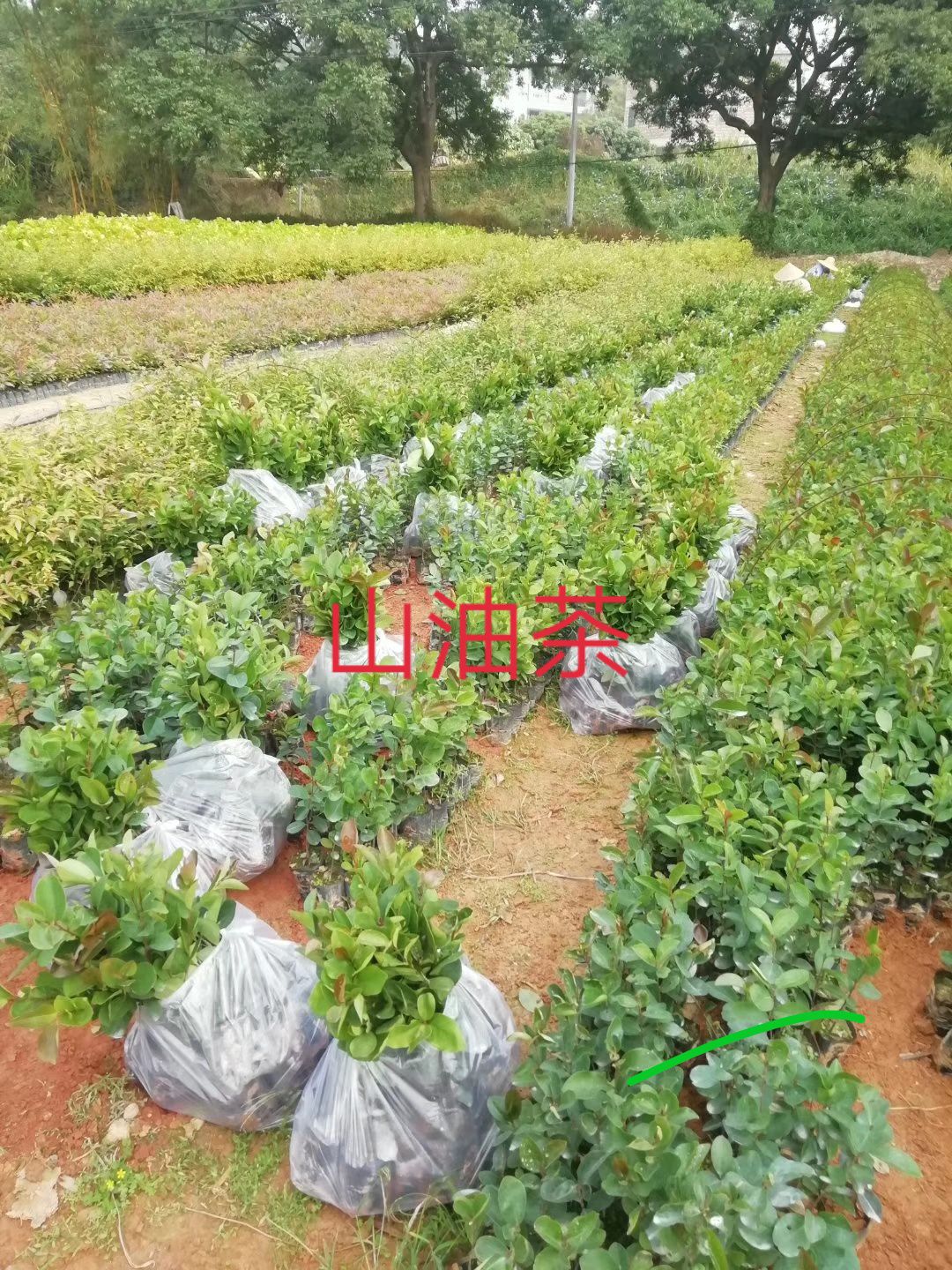 30至60山油茶苗批发