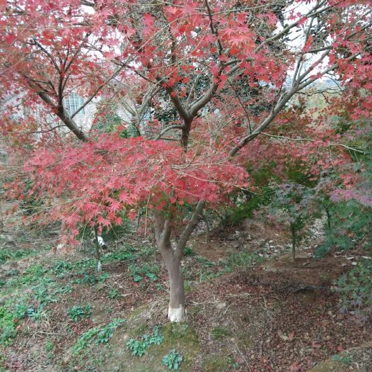 九江细叶鸡爪槭  鸡爪槭