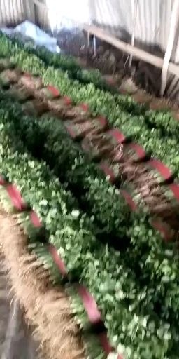 聊城小叶香菜 价格合理