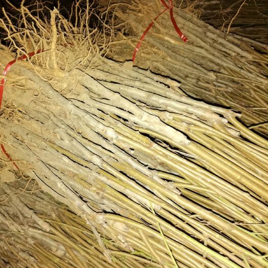 南阳红桃苗 0.5~1米